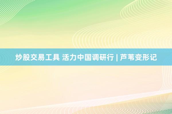 炒股交易工具 活力中国调研行 | 芦苇变形记